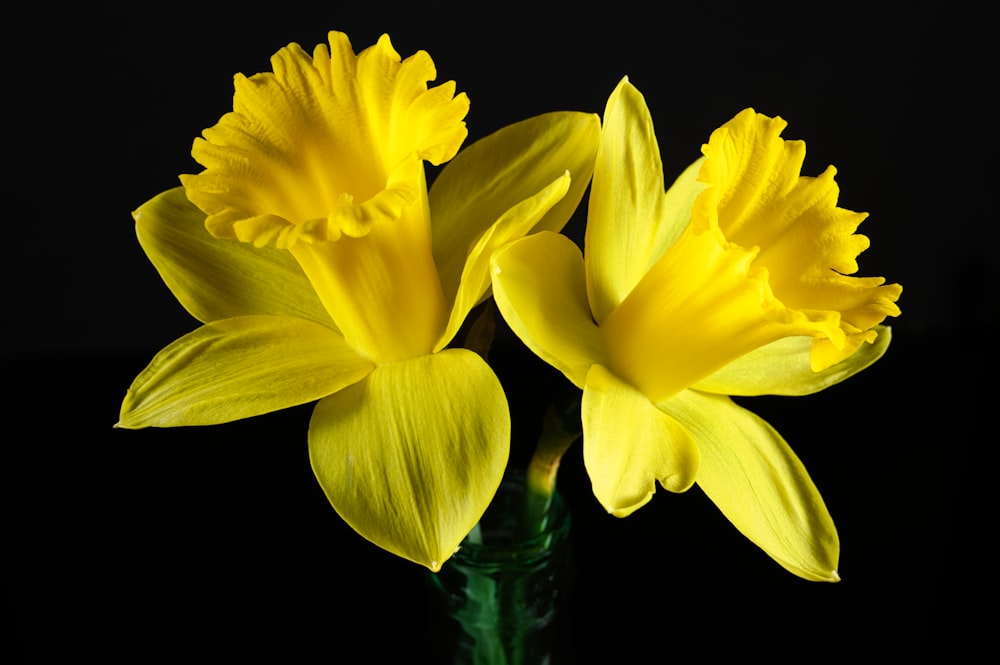 two yellow flowers in a green vase on a black background