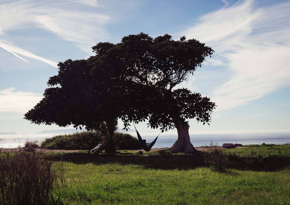 a large tree sitting in the middle of a lush green field