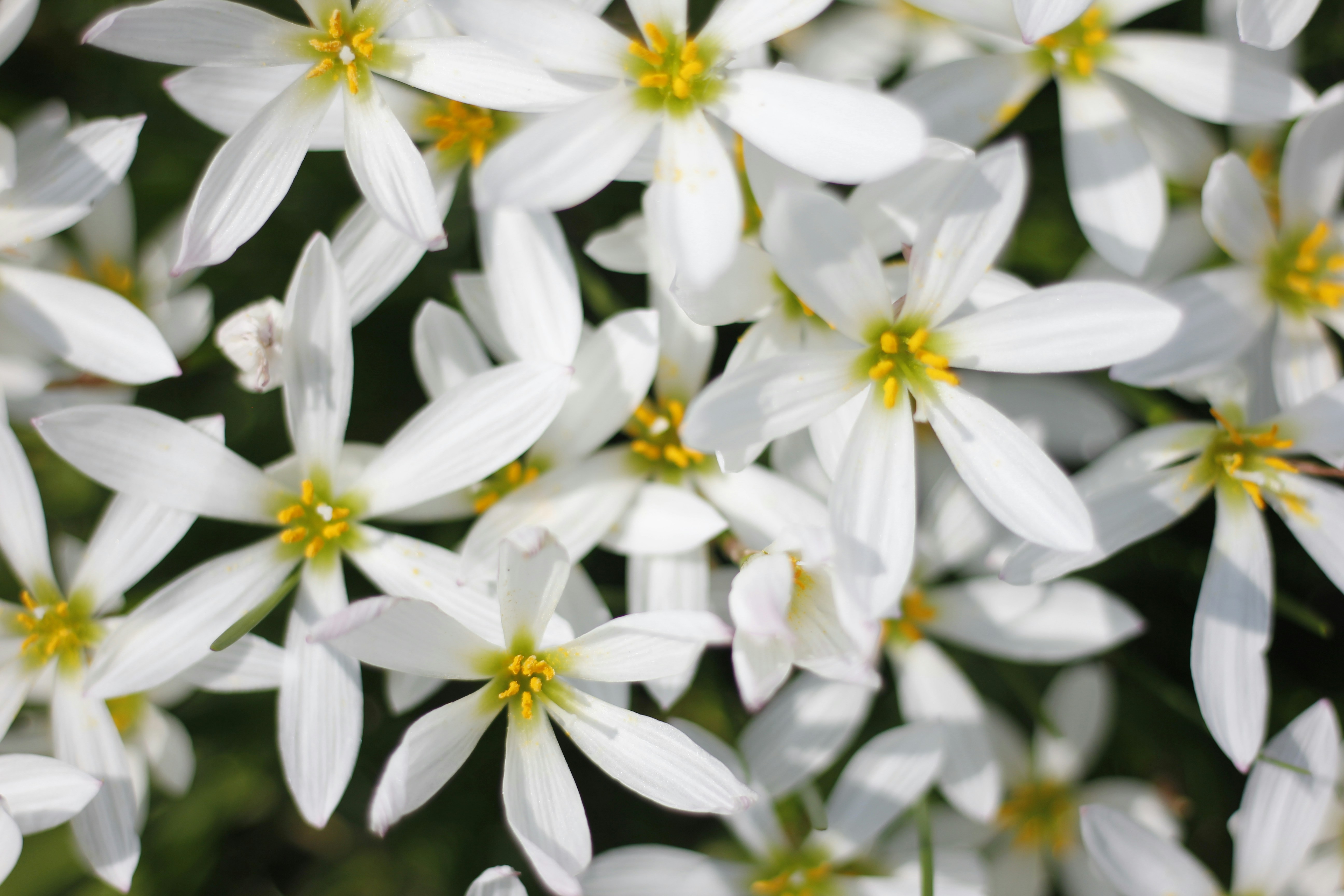 Photo by uttam_kumar