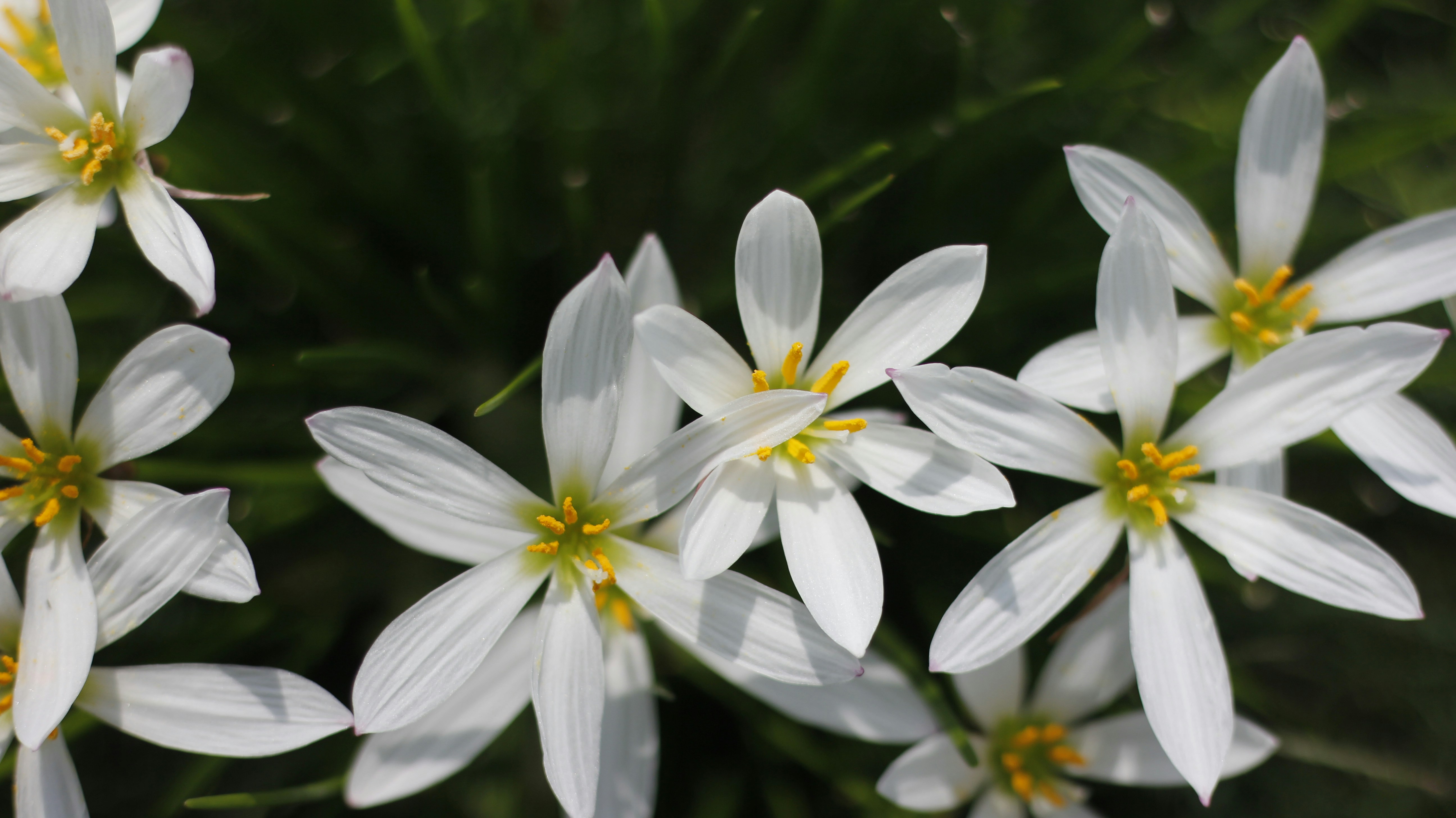 Photo by uttam_kumar