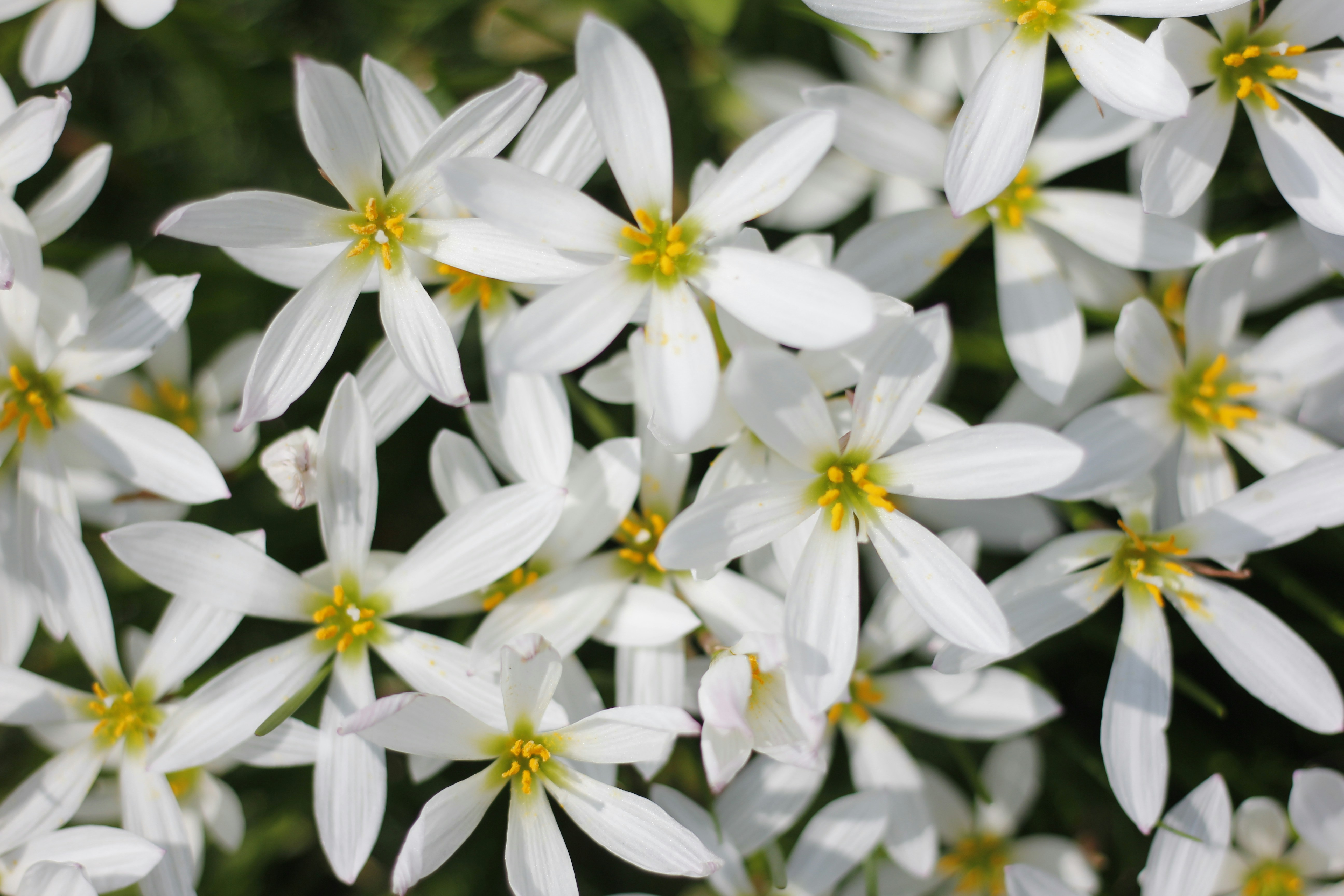 Photo by uttam_kumar