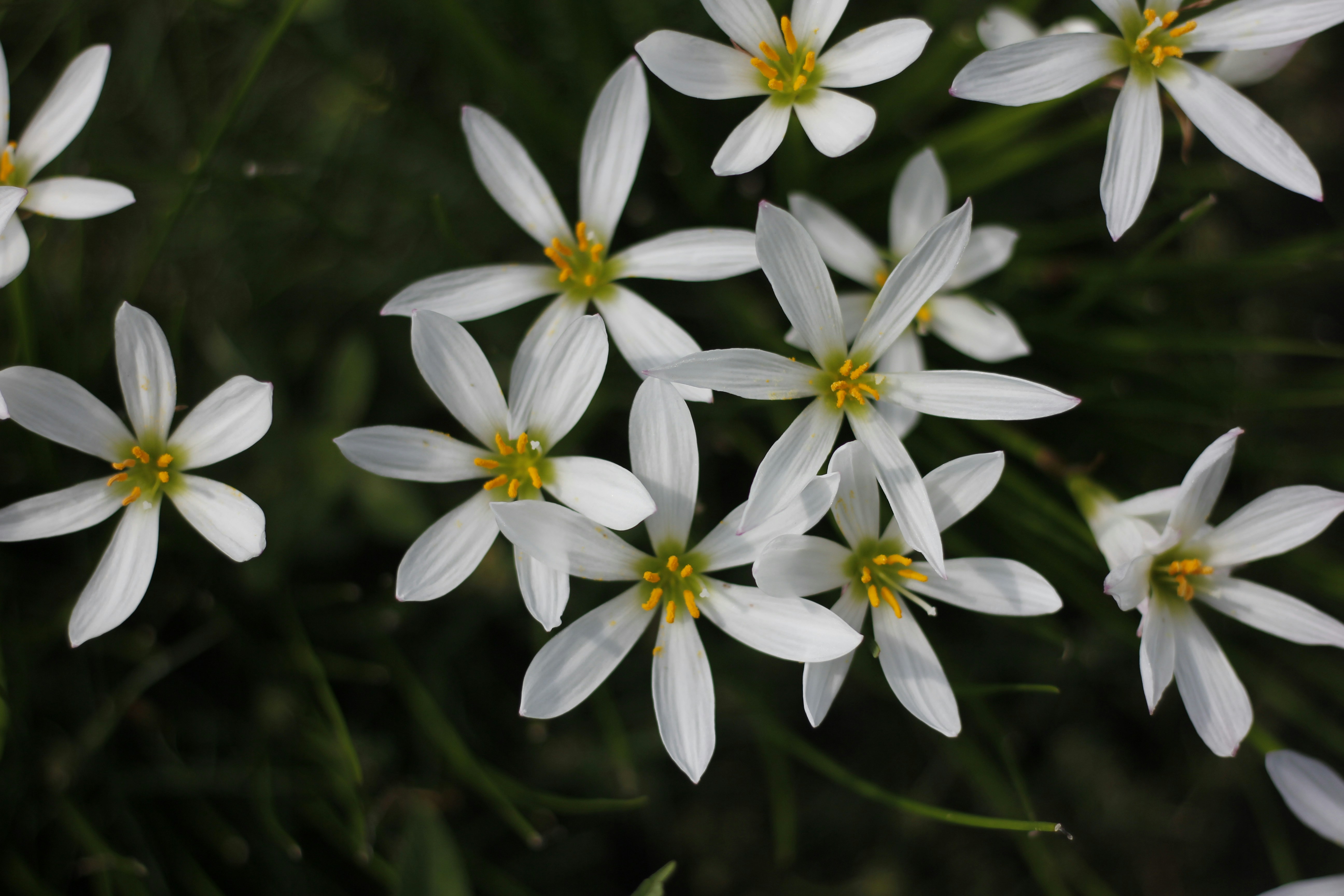 Photo by uttam_kumar