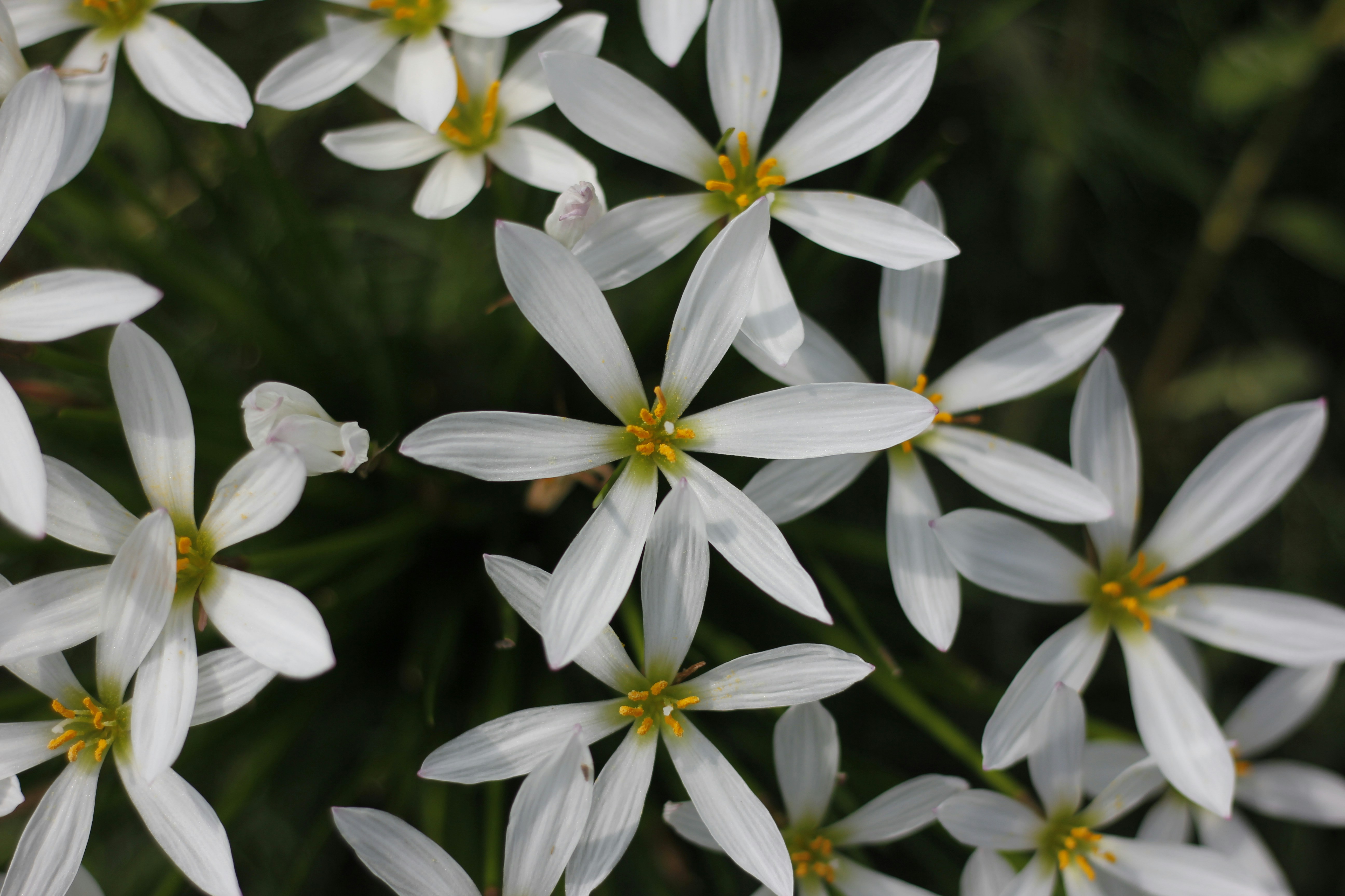 Photo by uttam_kumar