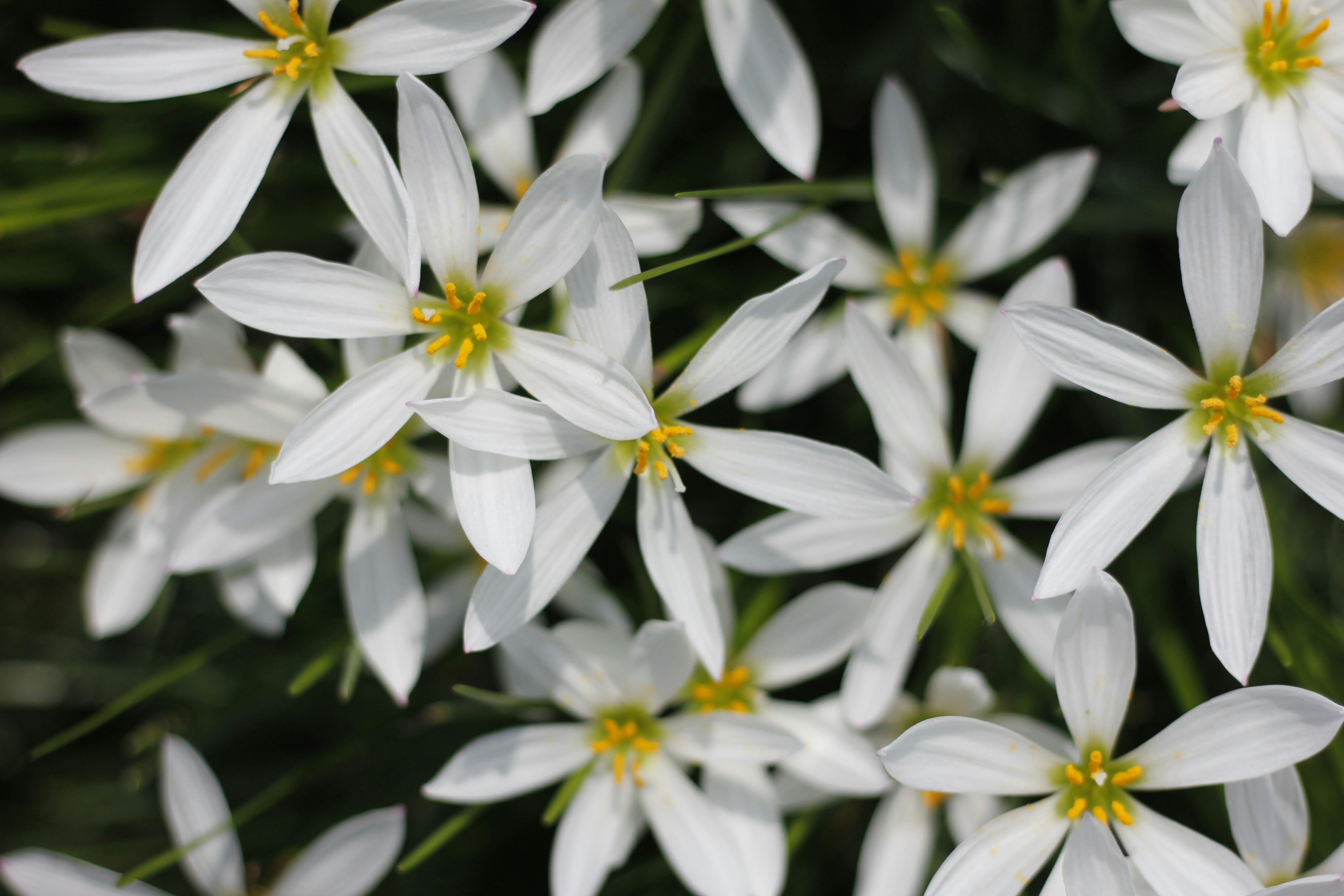 Photo by uttam_kumar