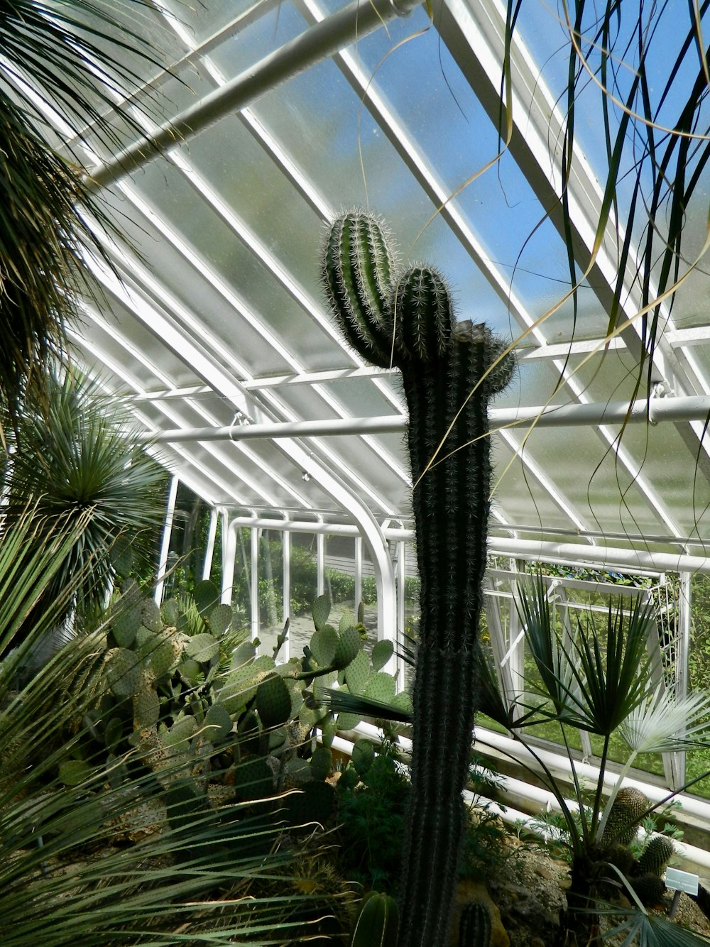 un cactus en un invernadero con un fondo de cielo