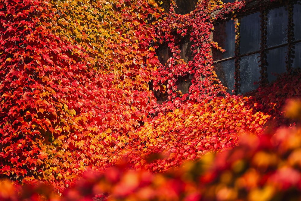 una pared cubierta de muchas hojas rojas y amarillas