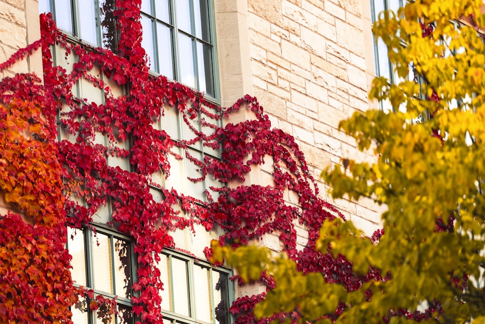 un bâtiment sur lequel il y a un bouquet de feuilles rouges