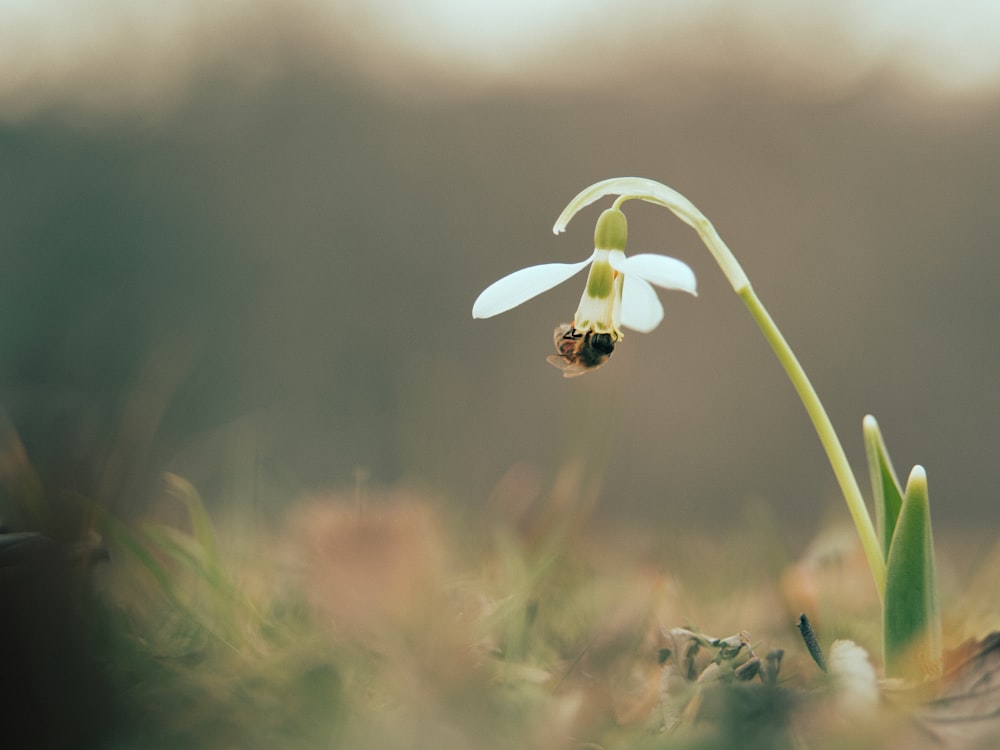 une petite fleur blanche avec une abeille dessus