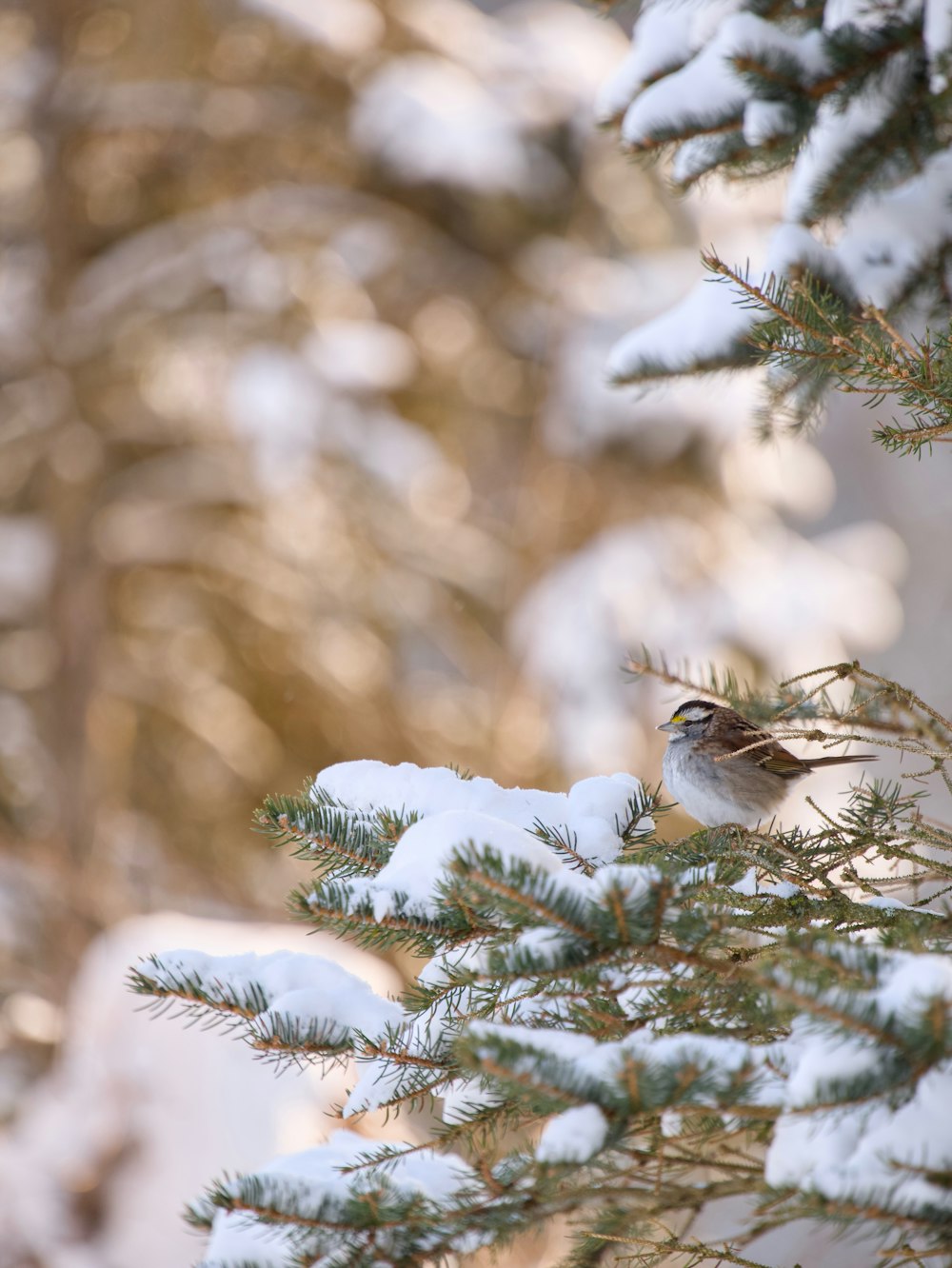 a small bird perched on top of a pine tree