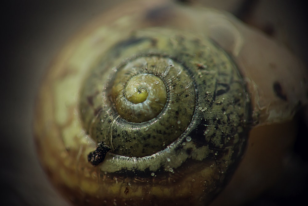 a close up view of a snail's shell