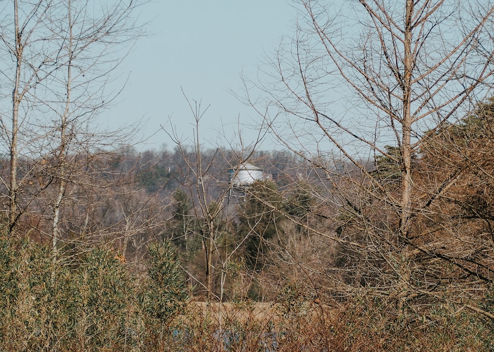 a tower in the middle of a wooded area