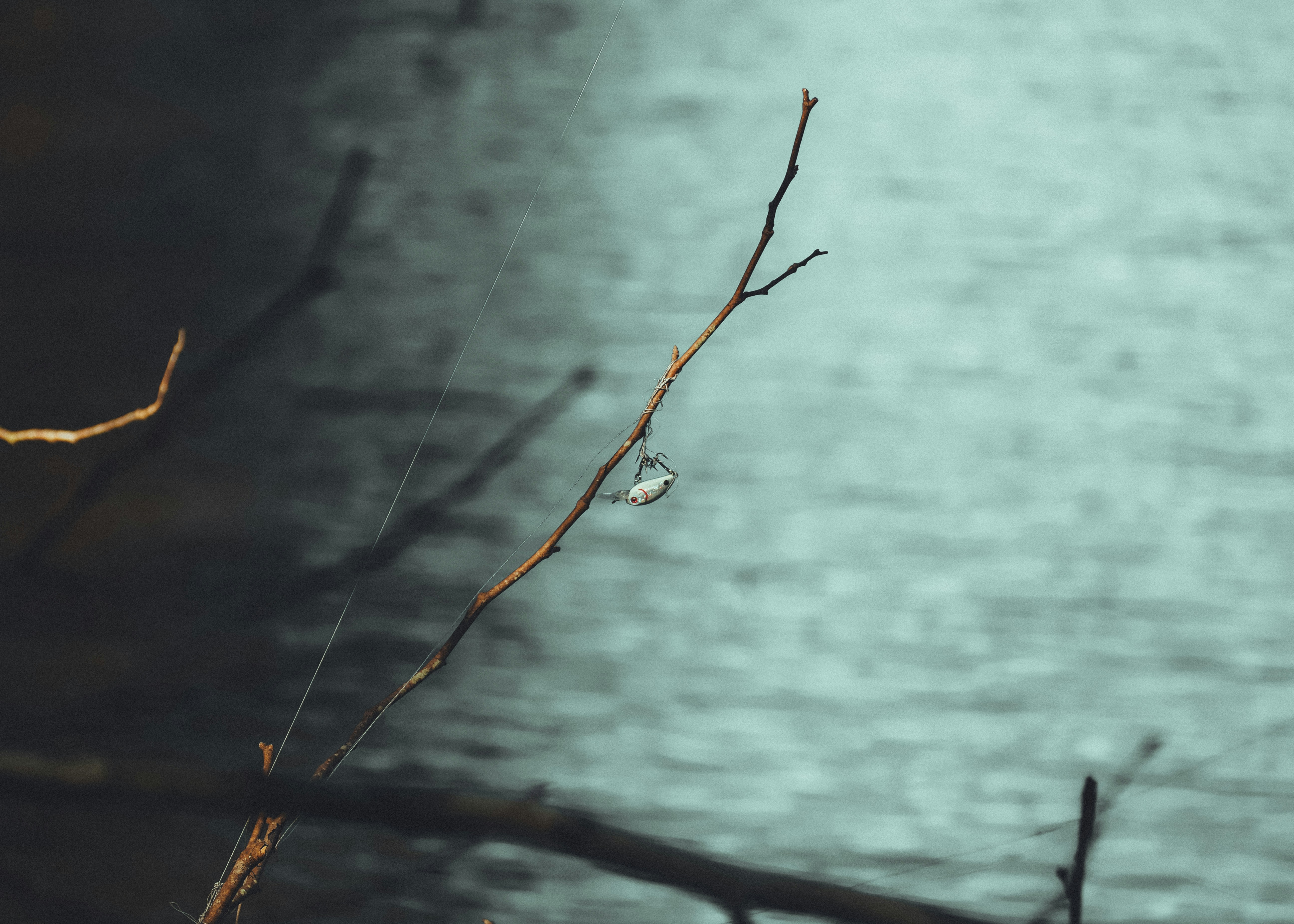a spider web hanging from a twig next to a body of water, 