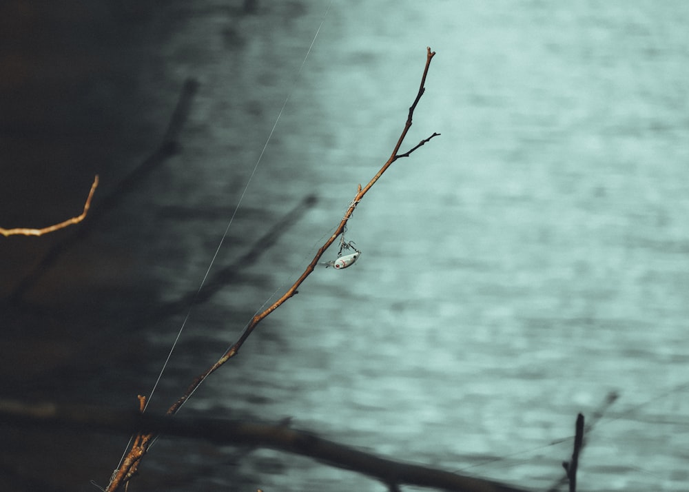 a spider web hanging from a twig next to a body of water