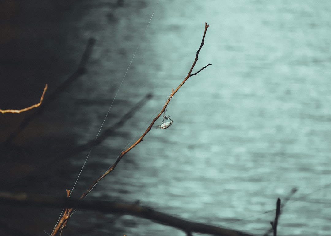 a spider web hanging from a twig next to a body of water,