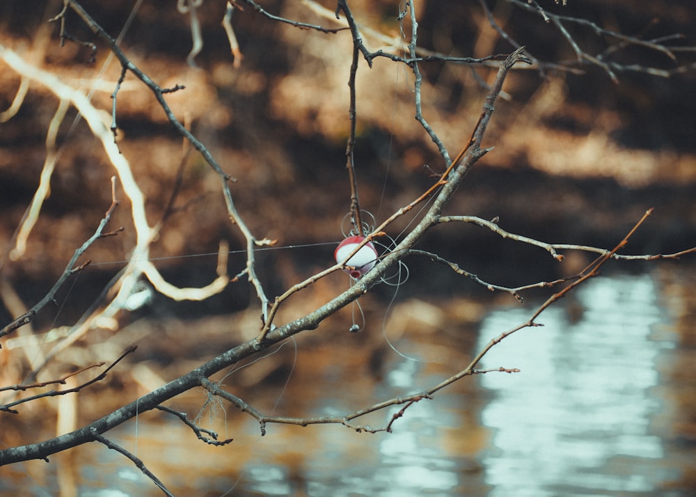 a spider web hanging from a tree next to a body of water