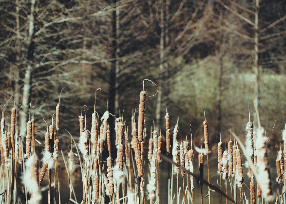 a field of tall grass with trees in the background