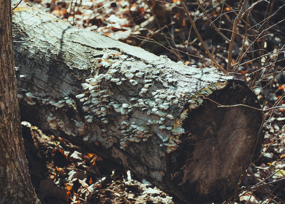 a large tree stump in a forest filled with leaves