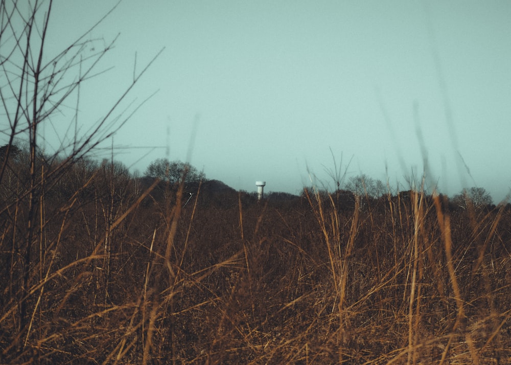 a field with tall grass and a light pole in the distance