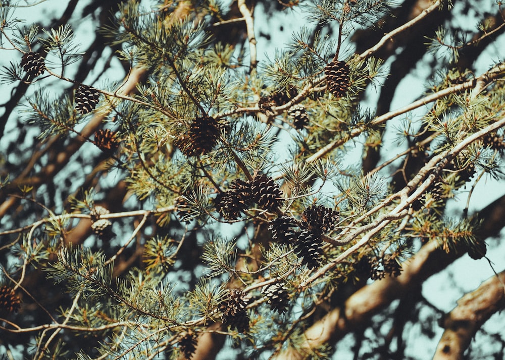 piñas en la rama de un árbol contra un cielo azul