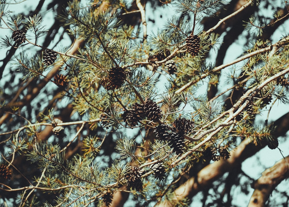 pine cones on a tree branch against a blue sky