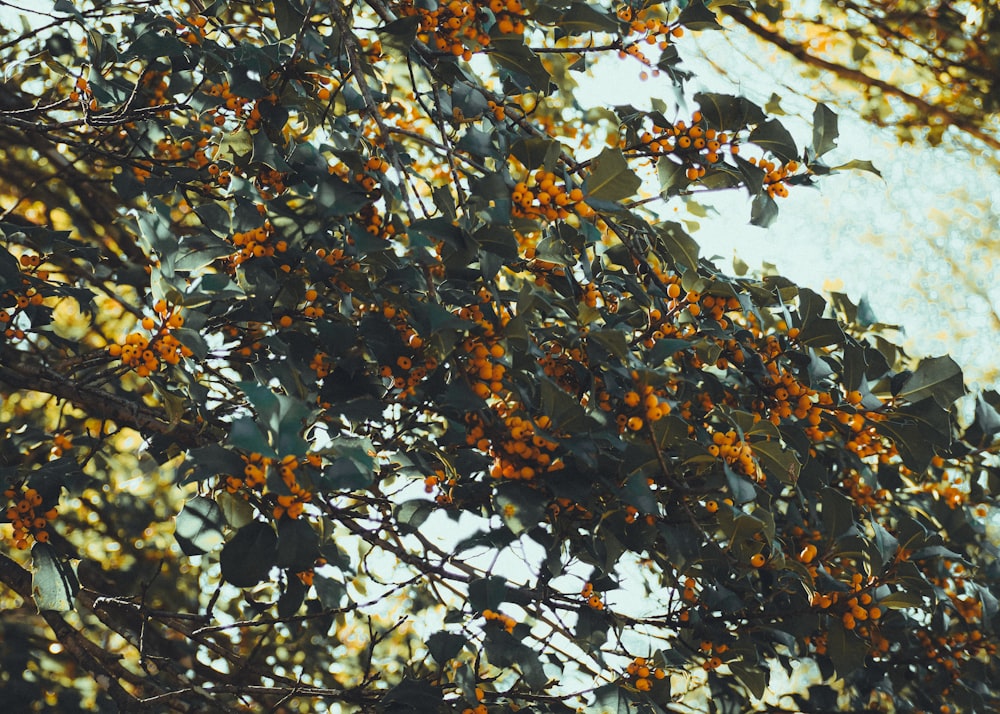 a close up of a tree with orange berries