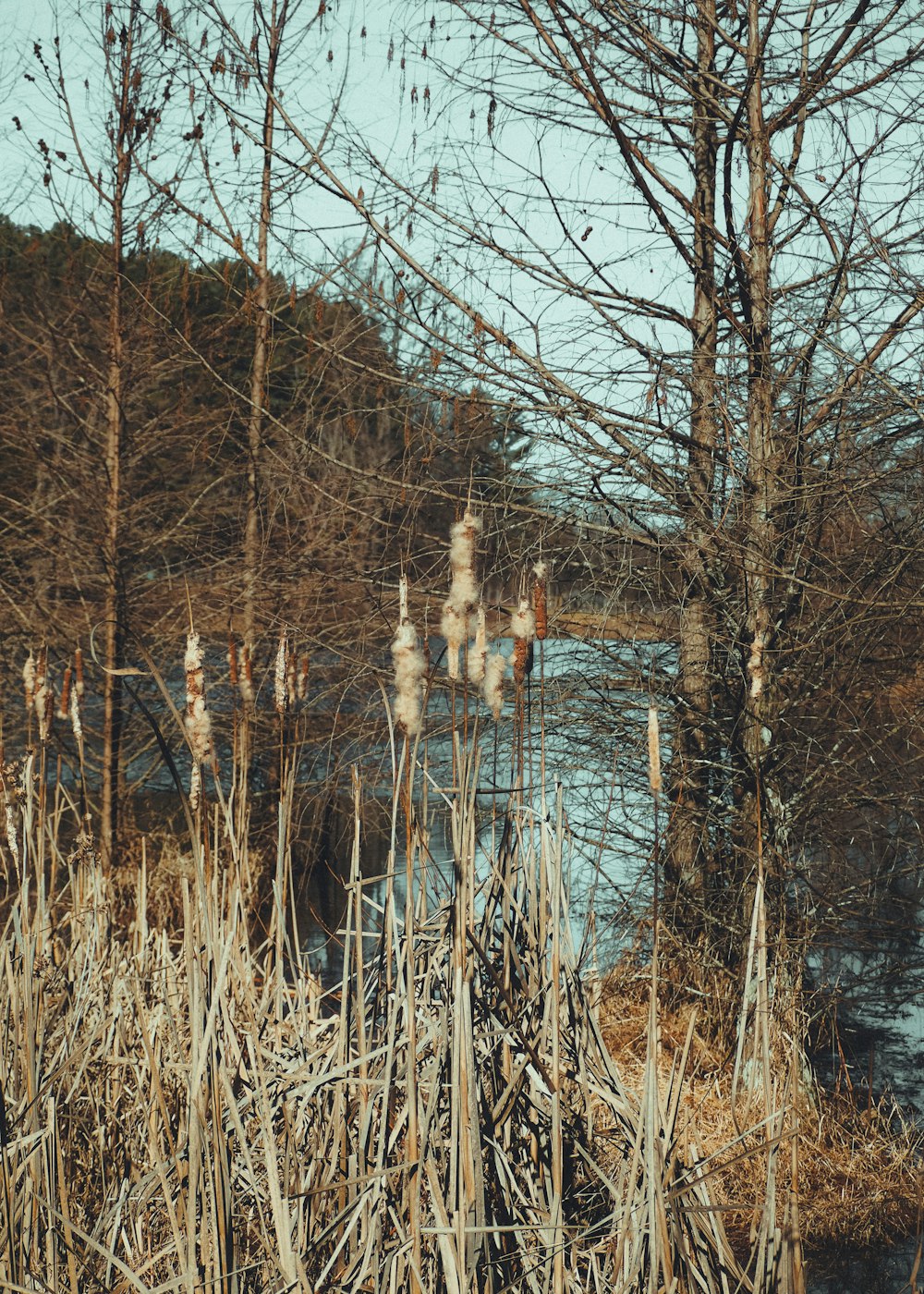 a pond surrounded by tall dry grass and trees