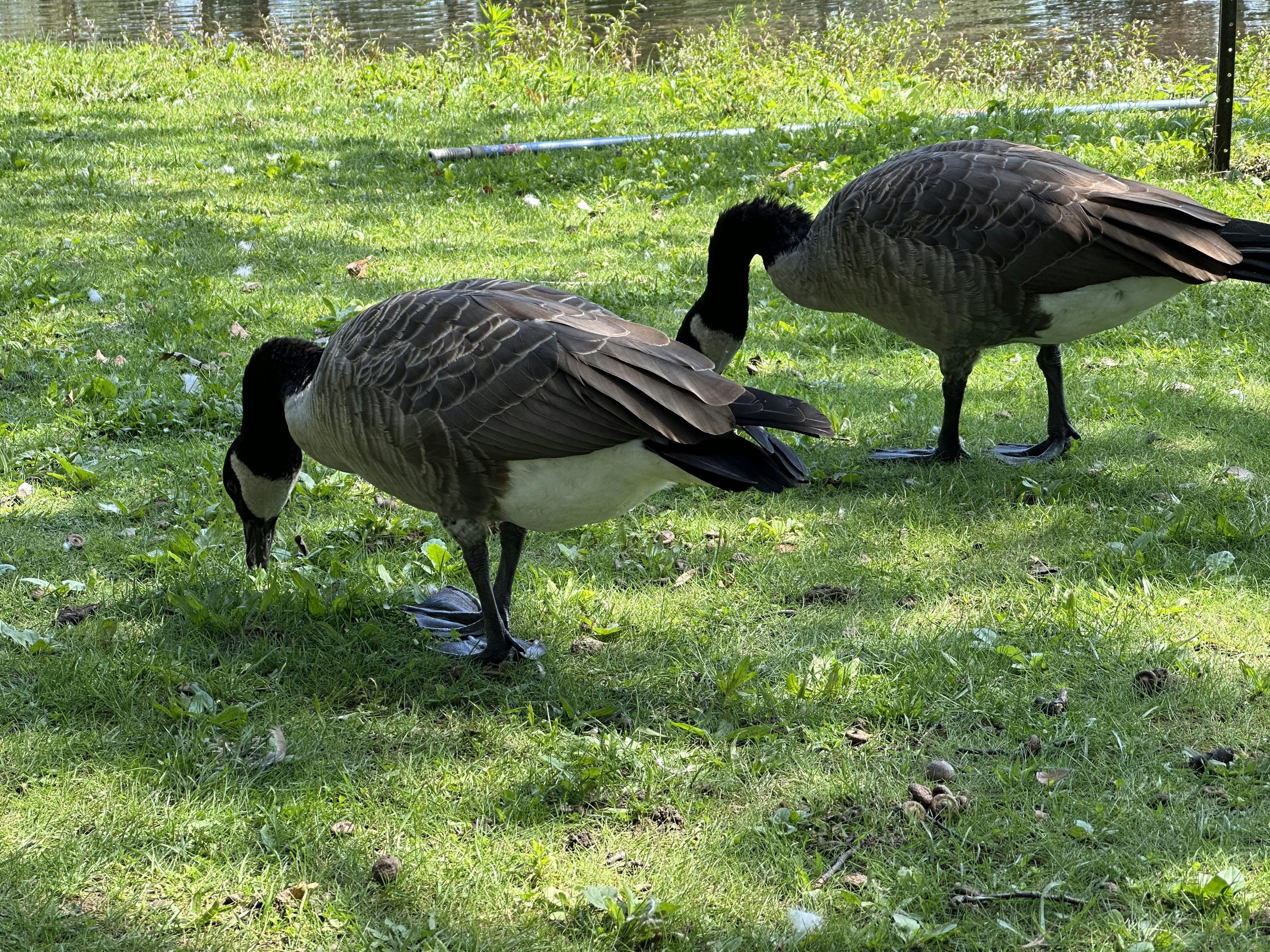 Photo by karandhiman07