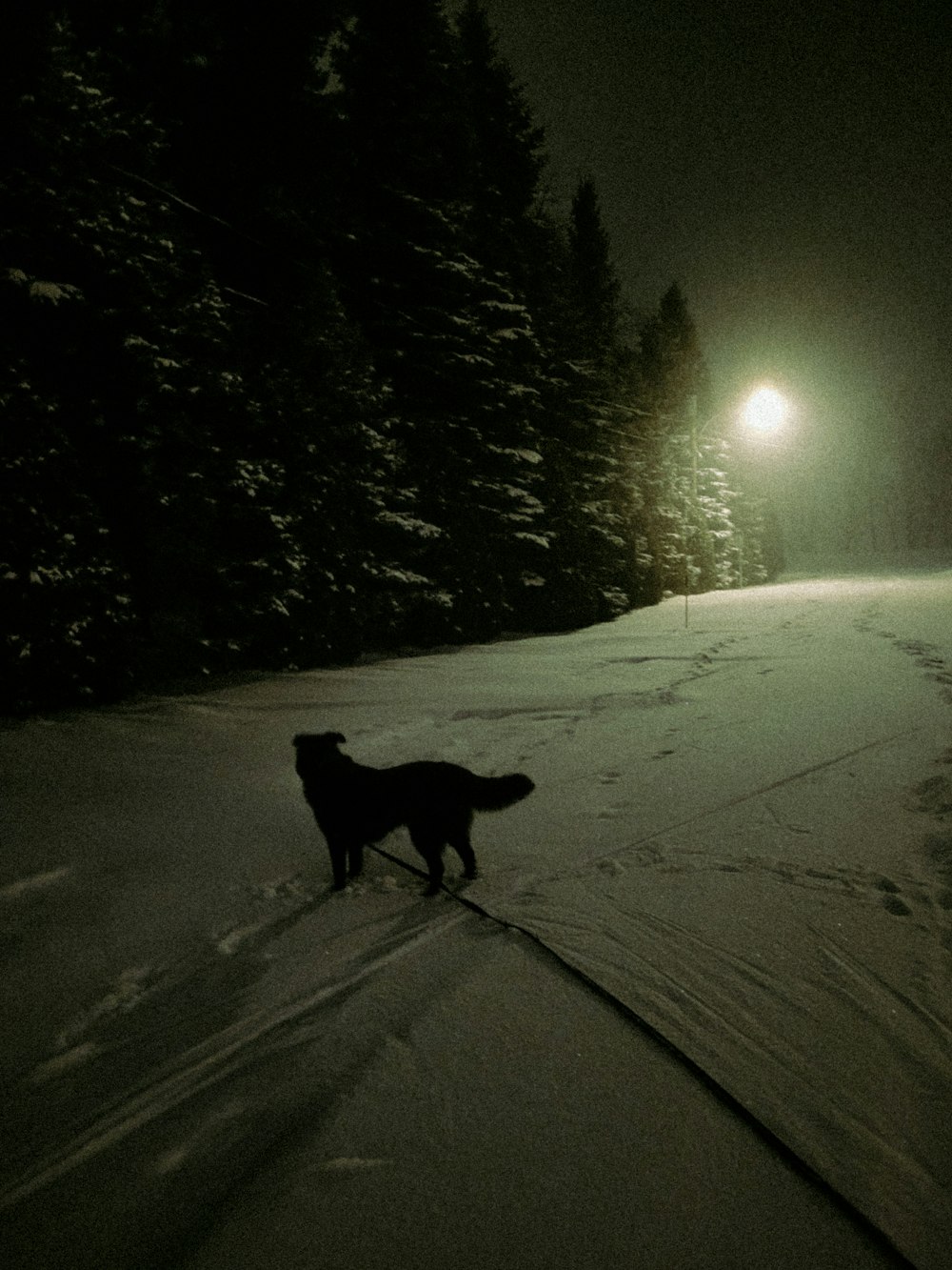 a dog is standing in the snow at night