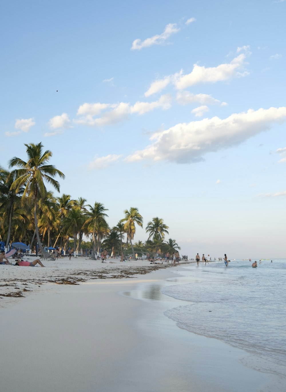 a beach with palm trees and people in the water