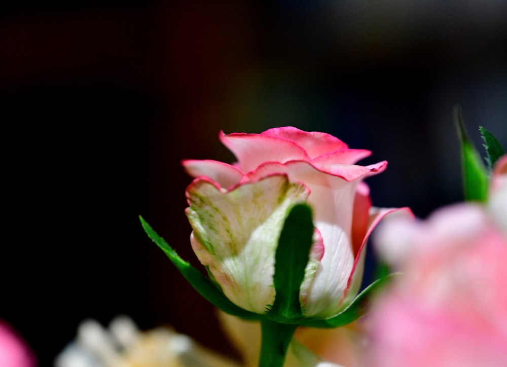 a close up of a pink and white flower