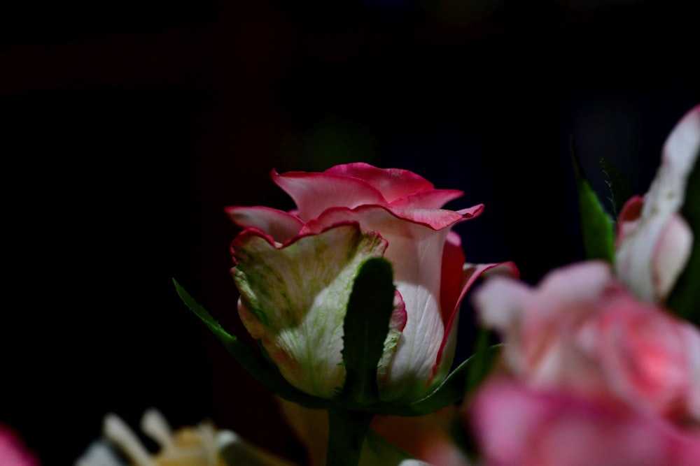 a bunch of pink and white flowers in a vase