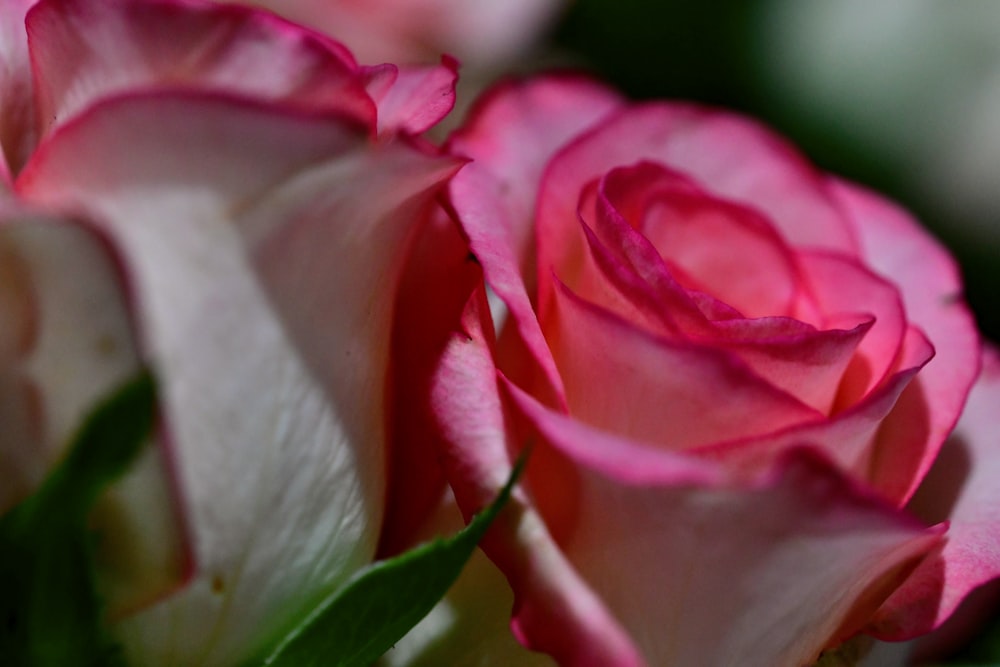 a close up of a pink and white rose