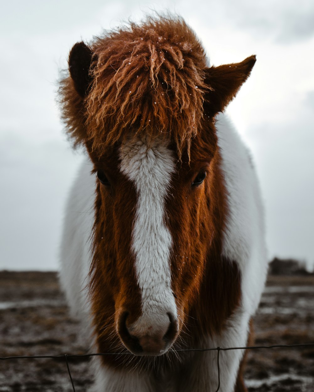 a brown and white horse standing next to a wire fence