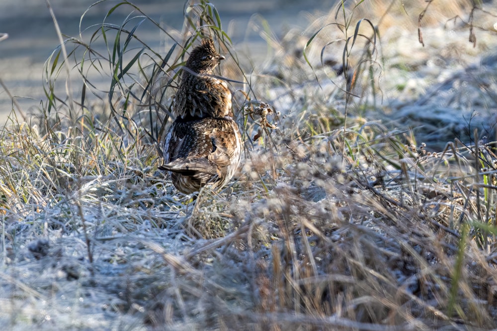 a bird standing in the middle of a snowy field
