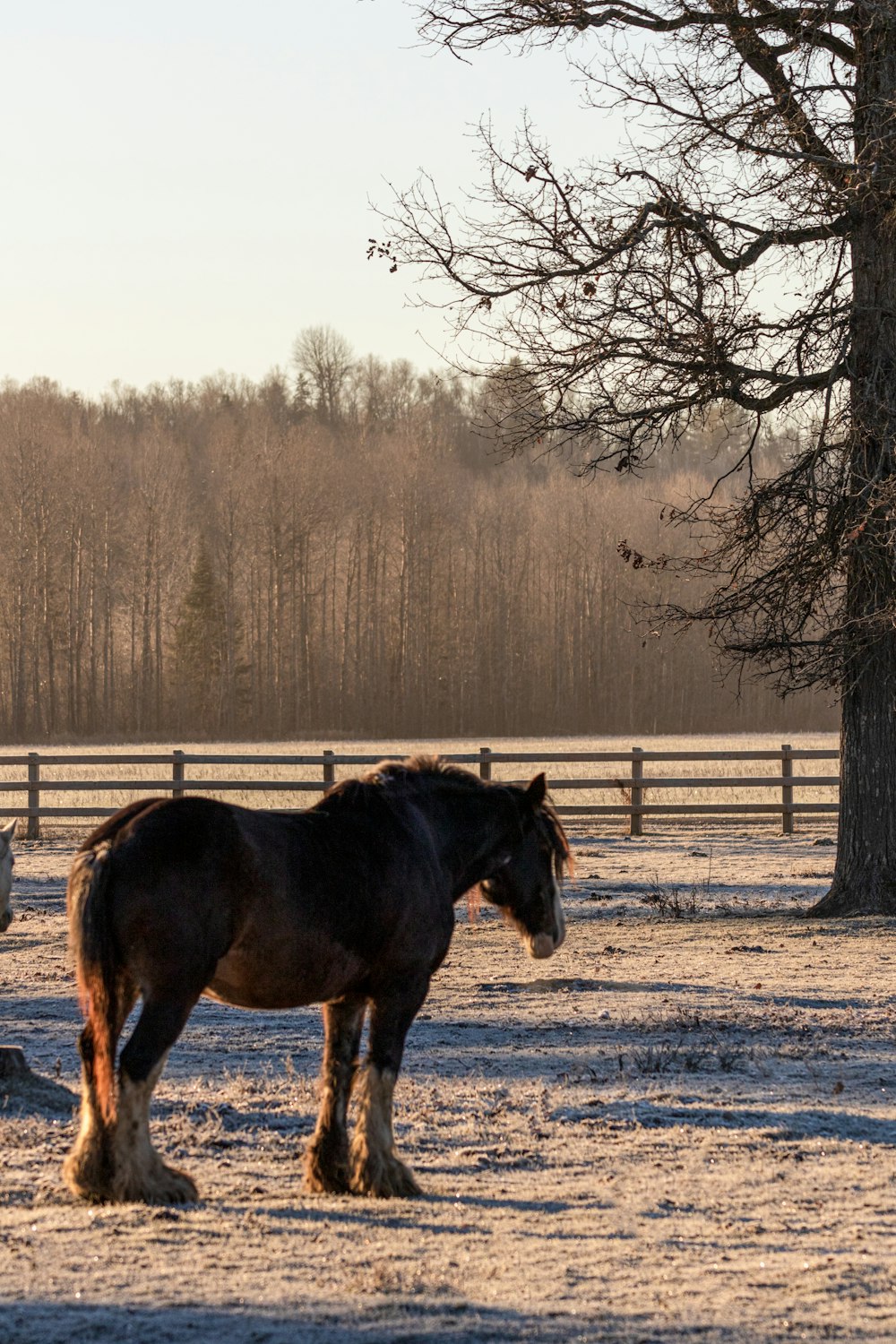 a horse standing in a snowy field next to a tree