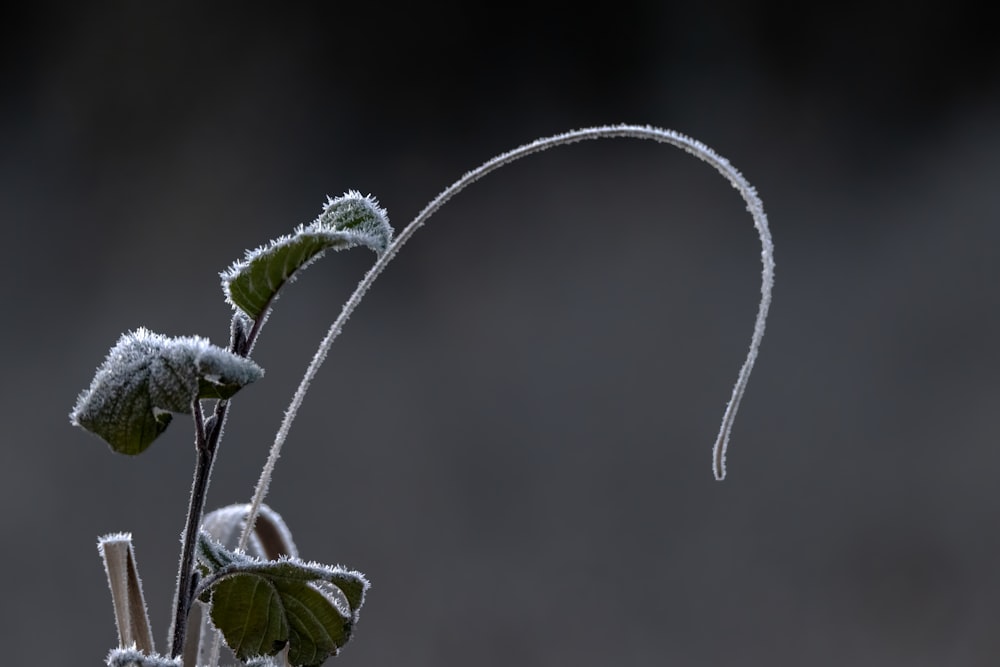 霜が降りた植物の接写