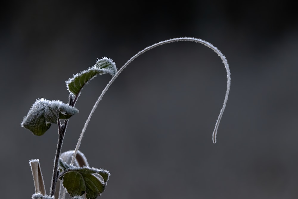 a close up of a plant with frost on it