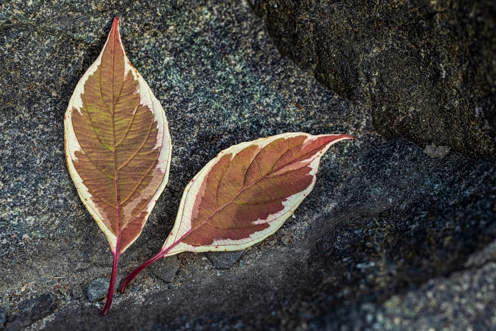 a couple of leaves that are on some rocks