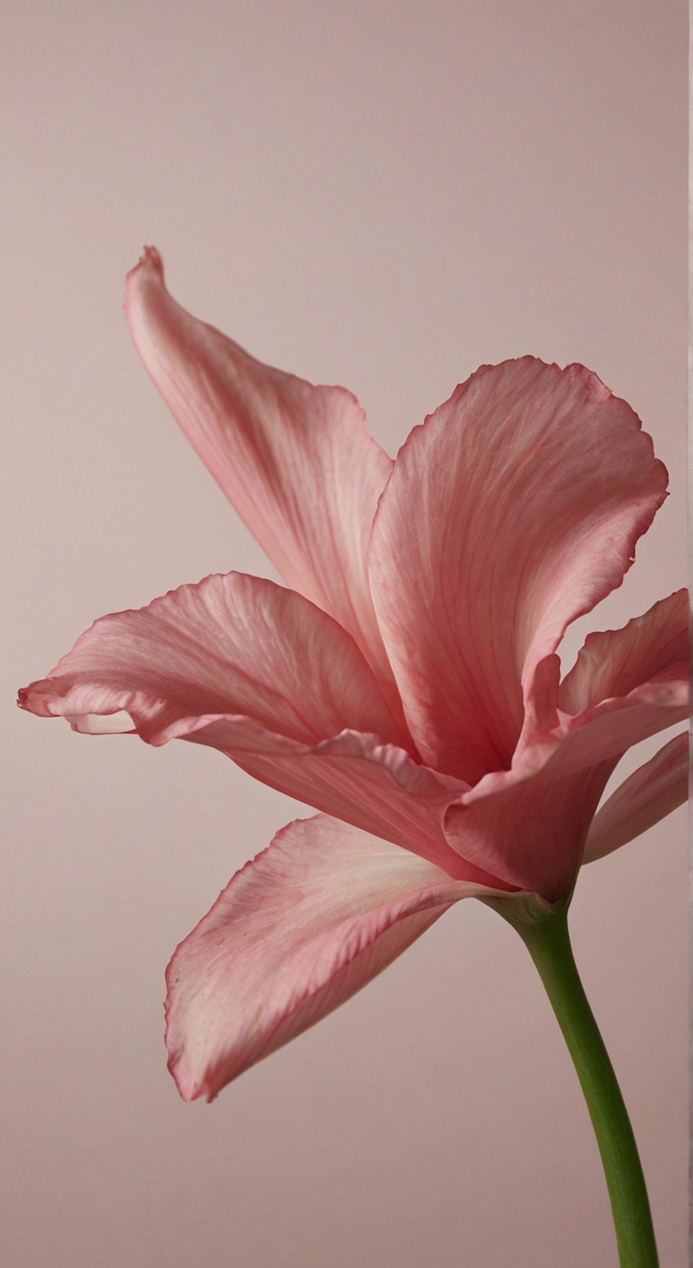 a pink flower is in a vase on a table