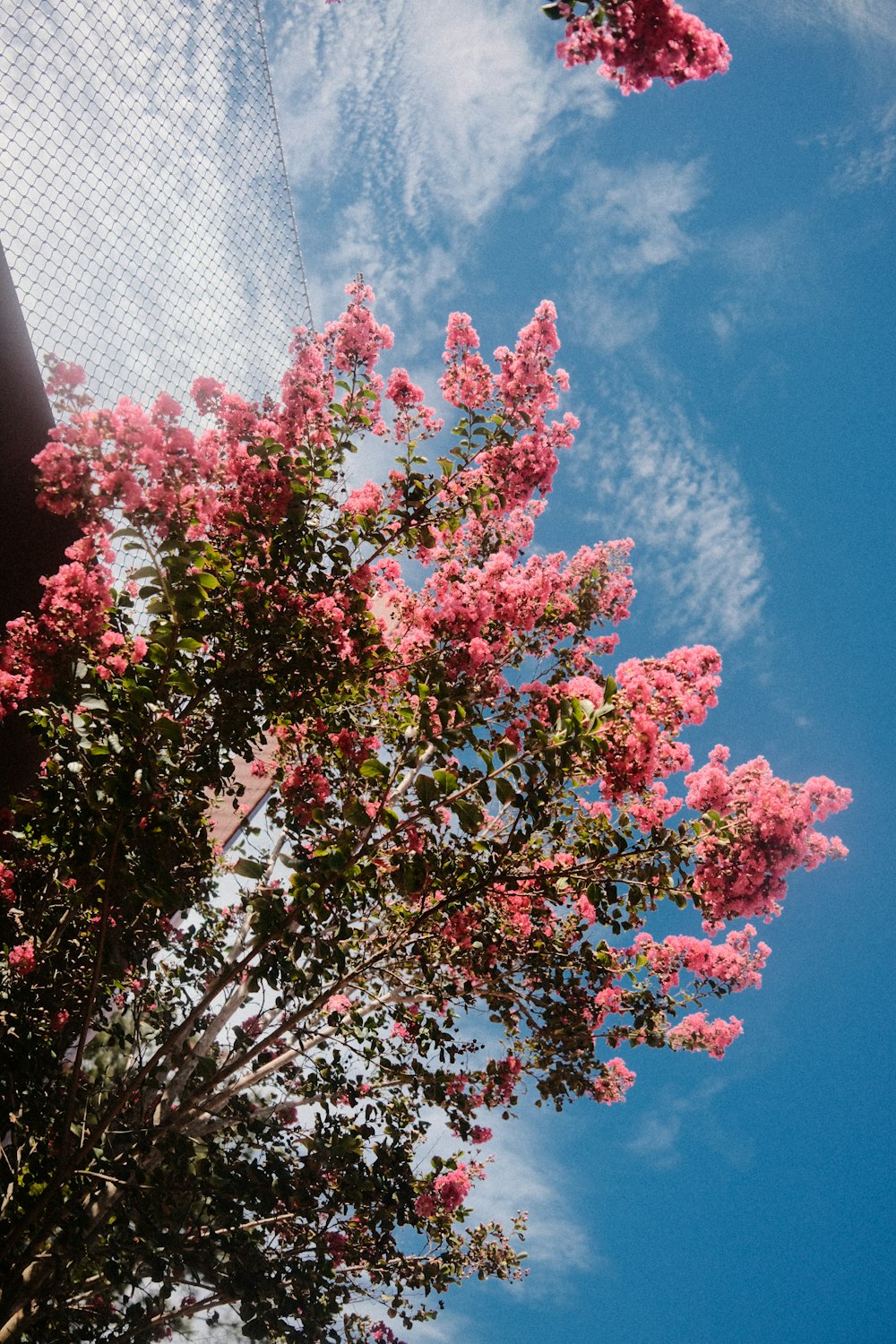 a tree with pink flowers in front of a blue sky