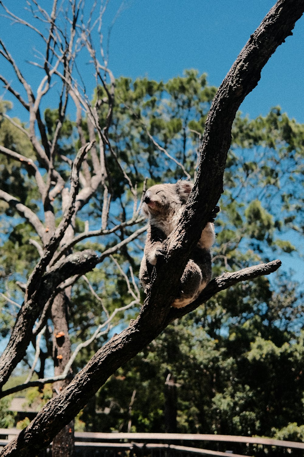 a koala sitting on a tree branch in a zoo