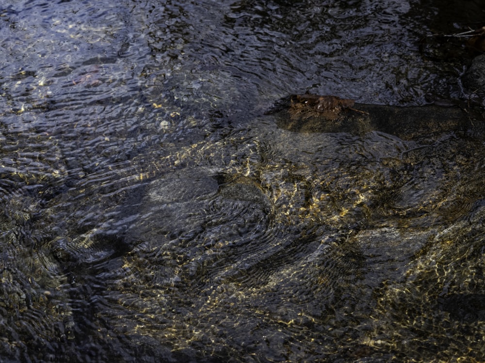 a bird is sitting on a rock in the water