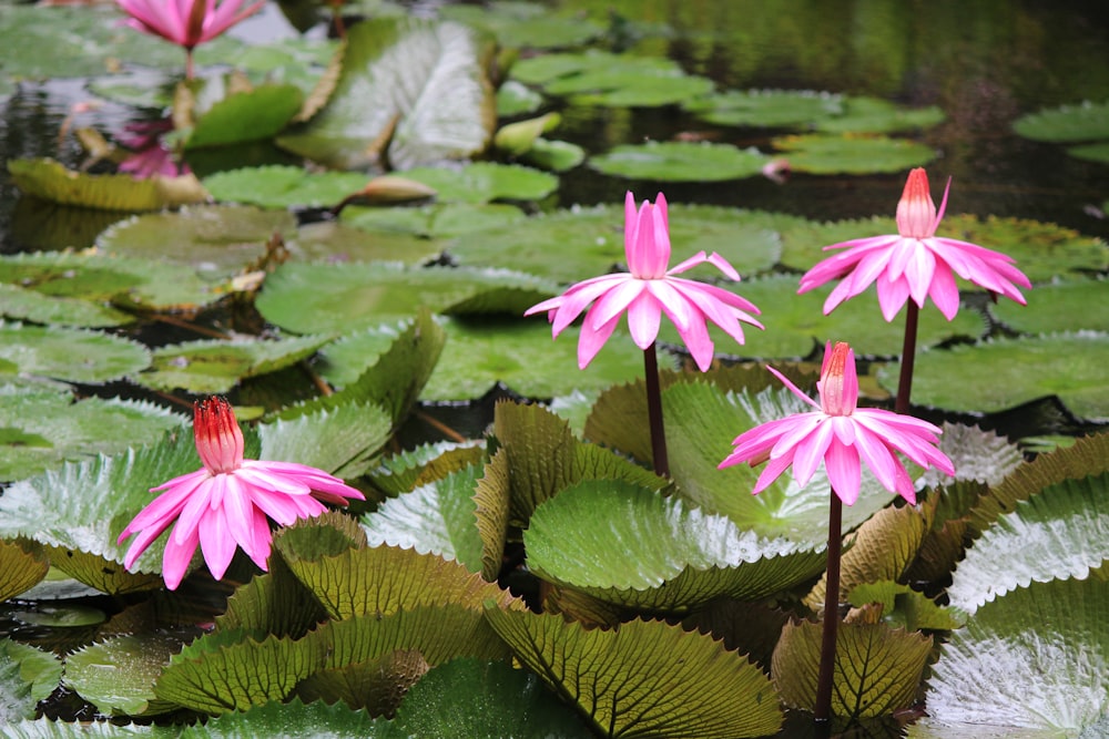 a group of pink flowers sitting on top of lily pads
