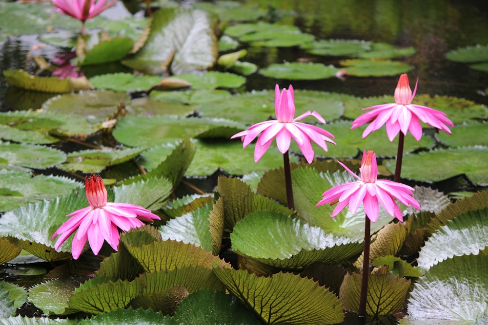 un grupo de flores rosas sentadas encima de nenúfares