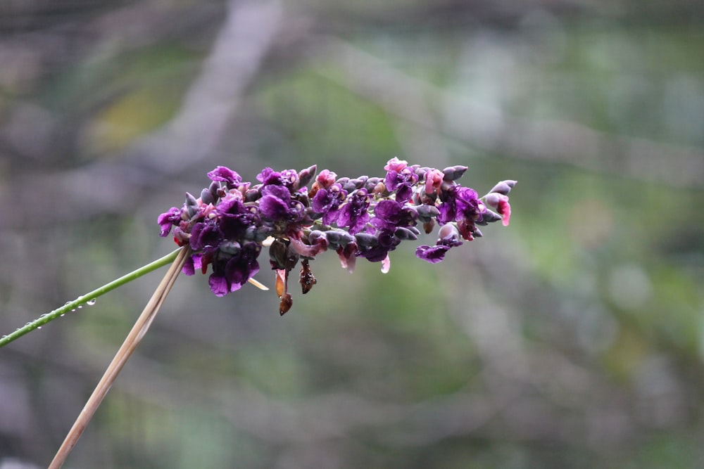 un primer plano de una flor púrpura con un fondo borroso