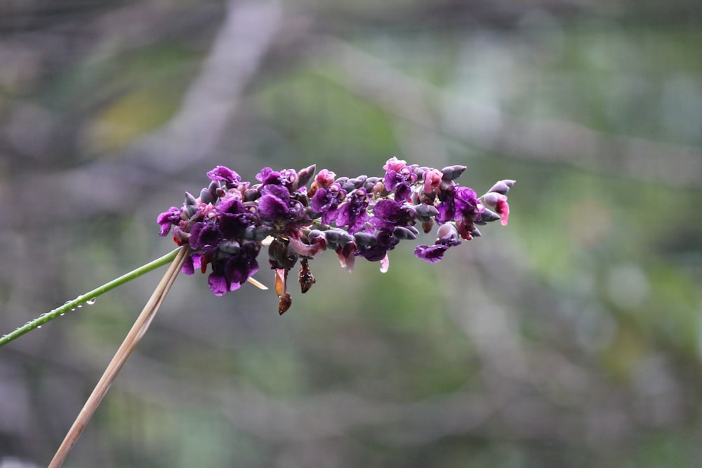 a close up of a purple flower with a blurry background