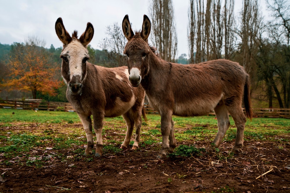 two donkeys standing in a field with trees in the background
