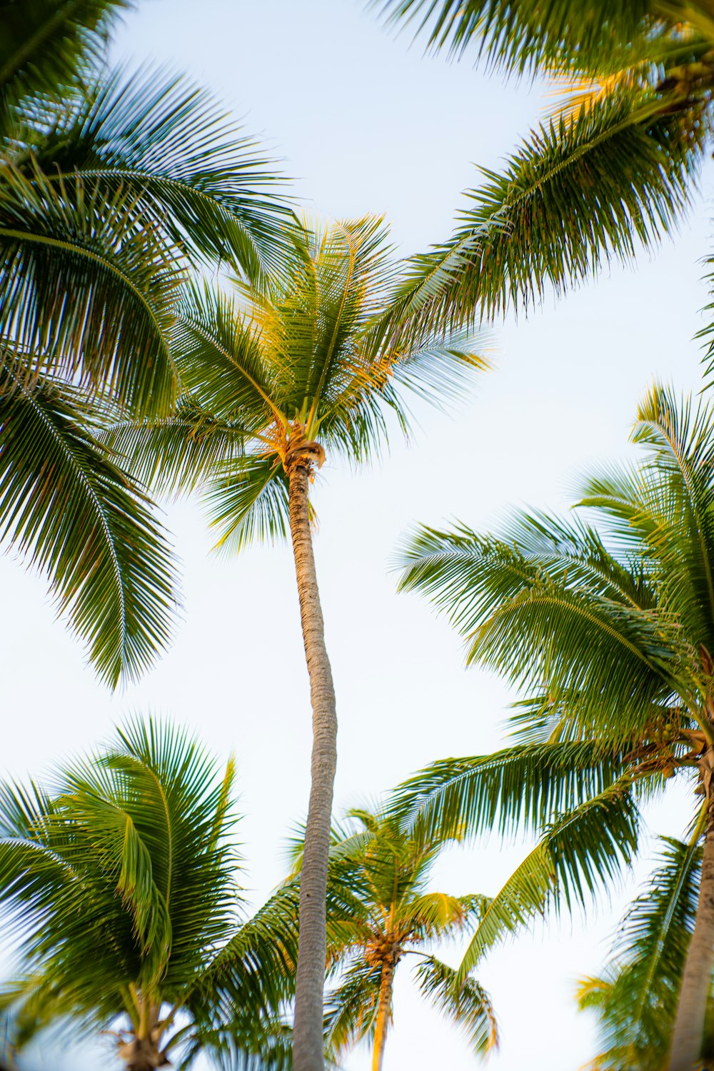 a couple of palm trees that are next to each other