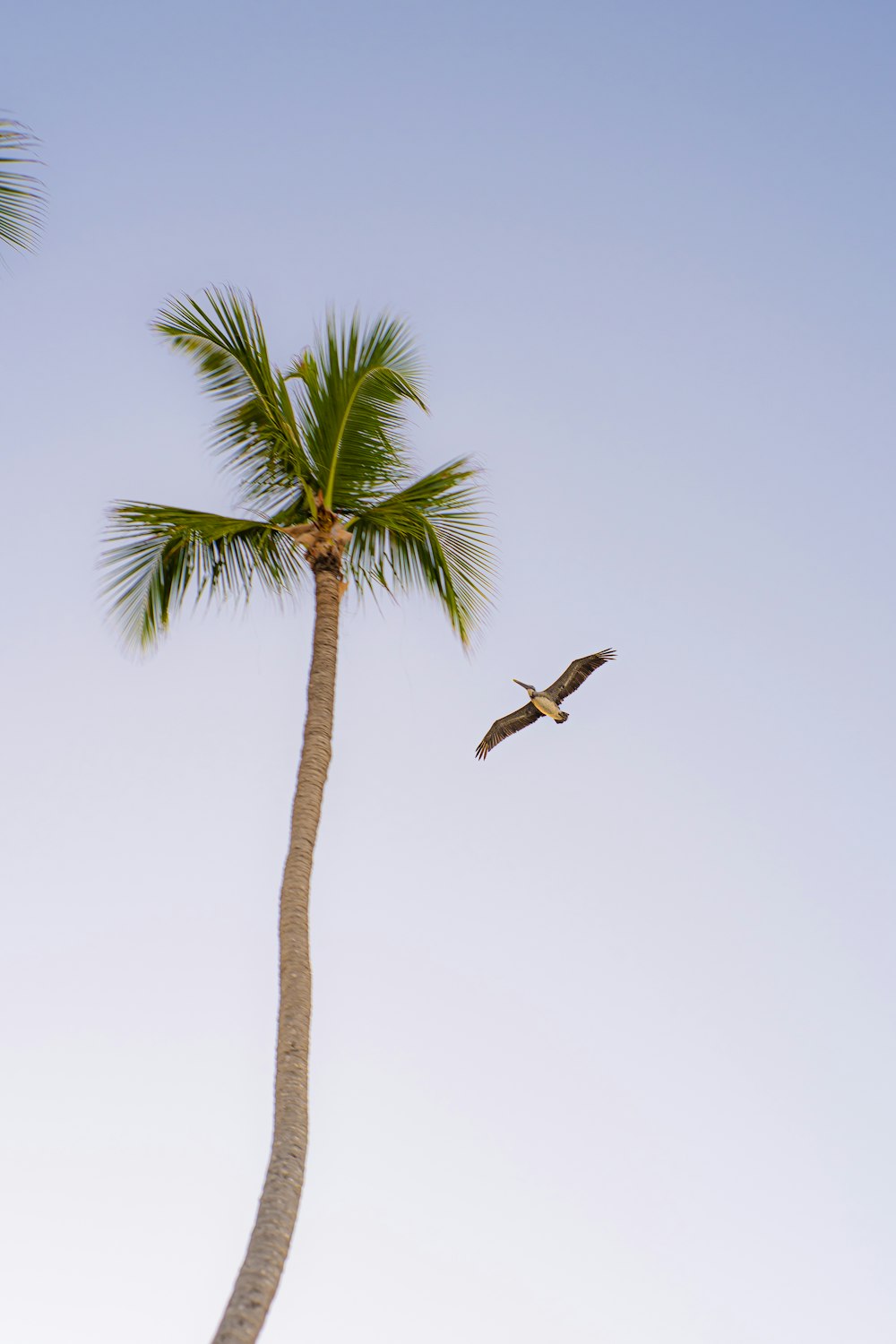 a bird is flying near a palm tree