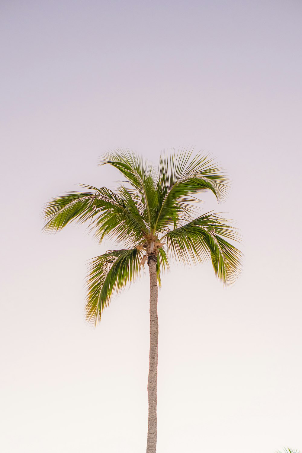 a palm tree is shown against a pale blue sky